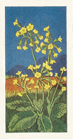 Cowslip: Primula veris. Trade card. Sweetule 'Wild Flowers' 1960