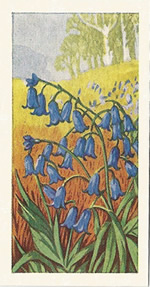 Bluebell: Hyacinthoides non‐scripta. Trade card. Sweetule 'Wild Flowers' 1960