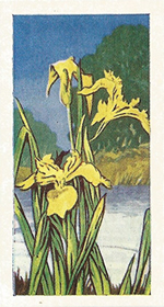Yellow Iris: Iris pseudacorus. Trade card. Sweetule 'Wild Flowers' 1960