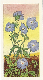 Meadow Crane’s-bill: Geranium pratense. Trade card. Sweetule 'Wild Flowers' 1960