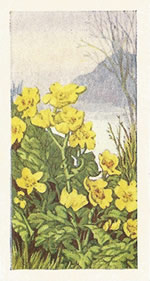 Marsh Marigold: Caltha palustris. Trade card. Sweetule 'Wild Flowers' 1960