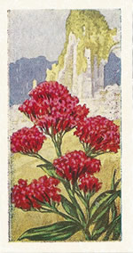 Red Valerian: Centranthus ruber. Trade card. Sweetule 'Wild Flowers' 1960