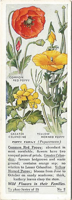 Poppies: PAPAVERACEAE. Tea Card. Typhoo Tea, 'Wild Flowers in their Families', 1936