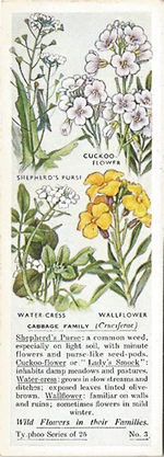 Cress: BRASSICACEAE. Tea Card. Typhoo Tea, 'Wild Flowers in their Families', 1936