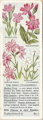 Pinks: CARYOPHYLLACEAE. Tea Card. Typhoo Tea, 'Wild Flowers in their Families', 1936