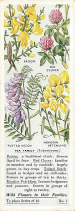 Peas: FABACEAE. Tea Card. Typhoo Tea, 'Wild Flowers in their Families', 1936