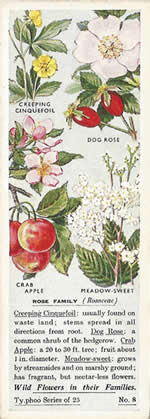 Roses: ROSACEAE. Tea Card. Typhoo Tea, 'Wild Flowers in their Families', 1936