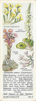 Stonecrop: CRASSULACEAE. Tea Card. Typhoo Tea, 'Wild Flowers in their Families', 1936