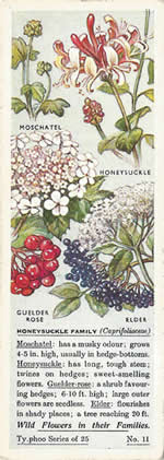 Honeysuckle Family. Tea Card. Typhoo Tea, 'Wild Flowers in their Families', 1936