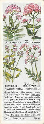 Valerians: VALERIANACEA. Tea Card. Typhoo Tea, 'Wild Flowers in their Families', 1936