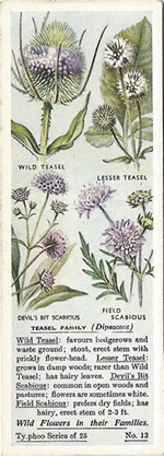 Teasels: DIPSACACEAE. Tea Card. Typhoo Tea, 'Wild Flowers in their Families', 1936