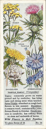 Daisies: ASTERACEAE. Tea Card. Typhoo Tea, 'Wild Flowers in their Families', 1936