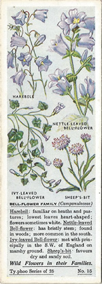 Bellflower: CAMPANULACEAE. Tea Card. Typhoo Tea, 'Wild Flowers in their Families', 1936