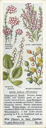 Heather: ERICACEAE. Tea Card. Typhoo Tea, 'Wild Flowers in their Families', 1936