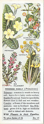 Primrose: PRIMULACEAE. Tea Card. Typhoo Tea, 'Wild Flowers in their Families', 1936