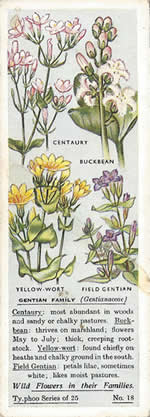 Gentian: GENTIANACEAE. Tea Card. Typhoo Tea, 'Wild Flowers in their Families', 1936