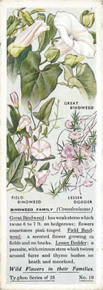 Bindweed: CONVOLVULACEAE. Tea Card. Typhoo Tea, 'Wild Flowers in their Families', 1936