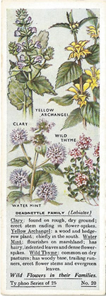 Mint: LAMIACEAE. Tea Card. Typhoo Tea, 'Wild Flowers in their Families', 1936