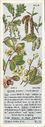 Catkin Family. Tea Card. Typhoo Tea, 'Wild Flowers in their Families', 1936