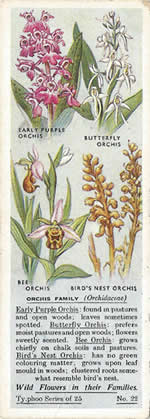 Orchids: ORCHIDACEAE. Tea Card. Typhoo Tea, 'Wild Flowers in their Families', 1936