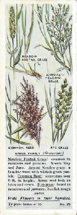 Grass Family. Tea Card. Typhoo Tea, 'Wild Flowers in their Families', 1936