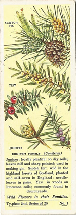Conifer Family. Tea Card. Typhoo 'Wild Flowers in their Families', 2nd Series, 1937