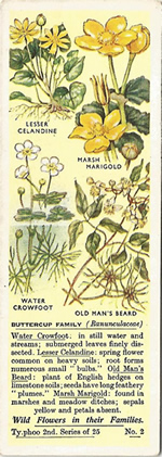 Buttercups: RANUNCULACEAE. Tea Card. Typhoo 'Wild Flowers in their Families', 2nd Series, 1937