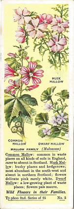 Mallow: MALVCACEAE. Tea Card. Typhoo 'Wild Flowers in their Families', 2nd Series, 1937
