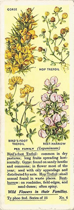 Peas: FABACEAE. Tea Card. Typhoo 'Wild Flowers in their Families', 2nd Series, 1937
