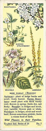Roses: ROSACEAE. Tea Card. Typhoo 'Wild Flowers in their Families', 2nd Series, 1937