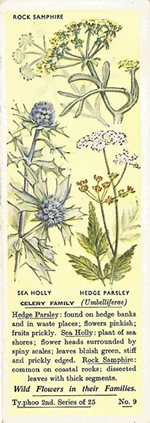 Carrot: APIACEAE. Tea Card. Typhoo 'Wild Flowers in their Families', 2nd Series, 1937