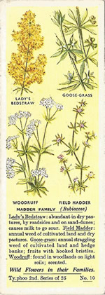 Bedstraws: RUBIACEAE.  Tea Card. Typhoo 'Wild Flowers in their Families', 2nd Series, 1937.