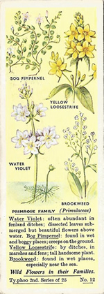 Primrose: PRIMULACEAE. Tea Card. Typhoo 'Wild Flowers in their Families', 2nd Series, 1937