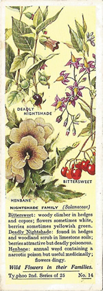 Potato: SOLANACEAE. Tea Card. Typhoo 'Wild Flowers in their Families', 2nd Series, 1937