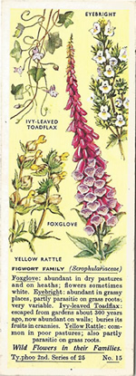 Figwort: SCROPHULARIACEAE. Tea Card. Typhoo 'Wild Flowers in their Families', 2nd Series, 1937