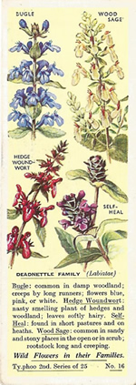 Mint: LAMIACEAE. Tea Card. Typhoo 'Wild Flowers in their Families', 2nd Series, 1937