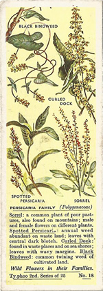 Docks: POLYGONACEAE. Tea Card. Typhoo 'Wild Flowers in their Families', 2nd Series, 1937
