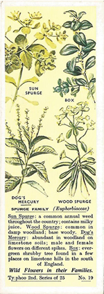 Spurge: EUPHORBIACEAE. Tea Card. Typhoo 'Wild Flowers in their Families', 2nd Series, 1937