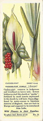 Arums: ARACEAE. Tea Card. Typhoo 'Wild Flowers in their Families', 2nd Series, 1937.