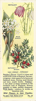 Lilies: LILIACEAE. Tea Card. Typhoo 'Wild Flowers in their Families', 2nd Series, 1937.