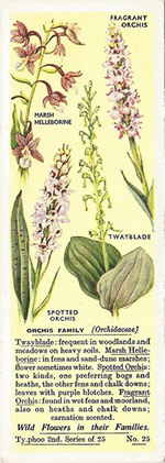 Orchids: ORCHIDACEAE. Tea Card. Typhoo 'Wild Flowers in their Families', 2nd Series, 1937.