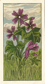 Common Mallow. Tea card. Typhoo 'Wild Flowers' 1961