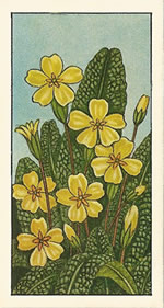 Primrose. Tea card. Typhoo 'Wild Flowers' 1961