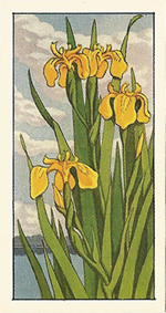 Yellow Iris. Tea card. Typhoo 'Wild Flowers' 1961