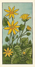Lesser Celandine. Tea card. Typhoo 'Wild Flowers' 1961
