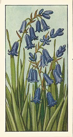Blue Bell. Tea card. Typhoo 'Wild Flowers' 1961