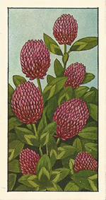 Red Clover. Tea card. Typhoo 'Wild Flowers' 1961