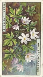 Wood Anemone: Anemone nemorosa. Wild Flower. Will's Cigarette Card 1923.