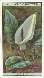 Lord-and-Ladies: Arum maculatum. Wild Flower. Will's Cigarette Card 1923.