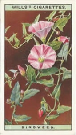 Field Bindweed: Convolvulus arvensis. Wild Flower. Will's Cigarette Card 1923.